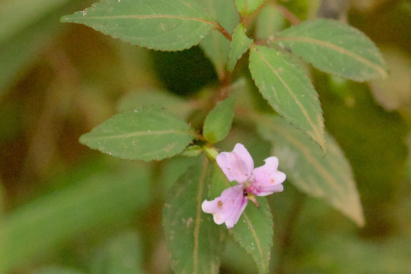 Impatiens leptopoda photo 6