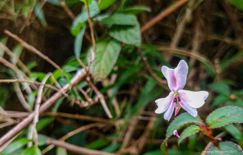 Impatiens leptopoda photo 7