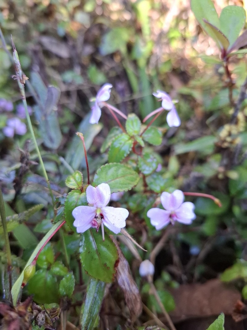 Impatiens leptopoda photo 8
