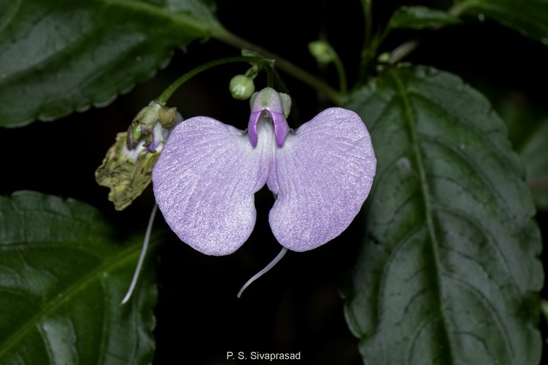 Impatiens leptura