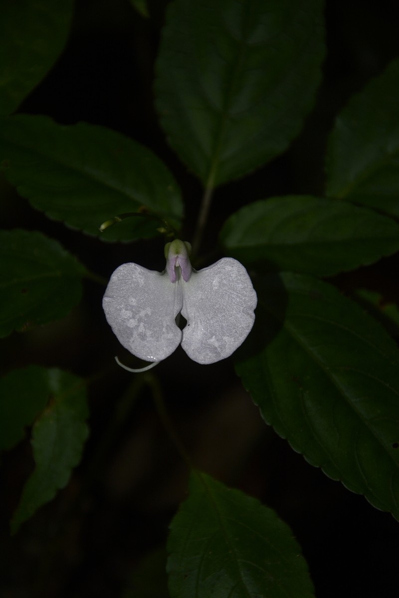 Impatiens leptura photo 2