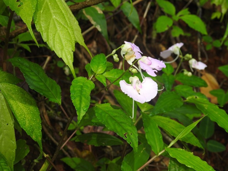 Impatiens leptura photo 3
