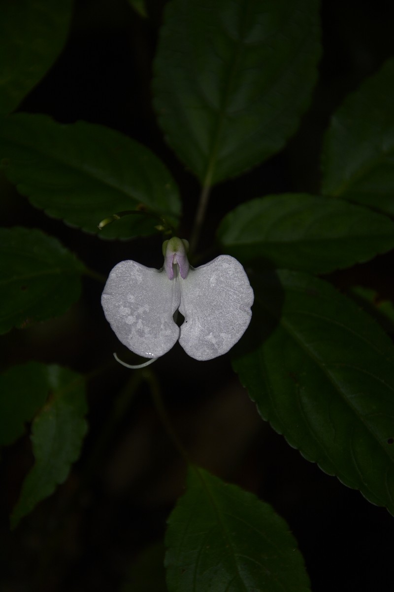 Impatiens leptura photo 5