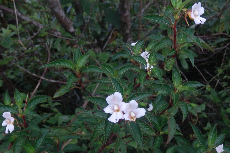 Impatiens leschenaultii