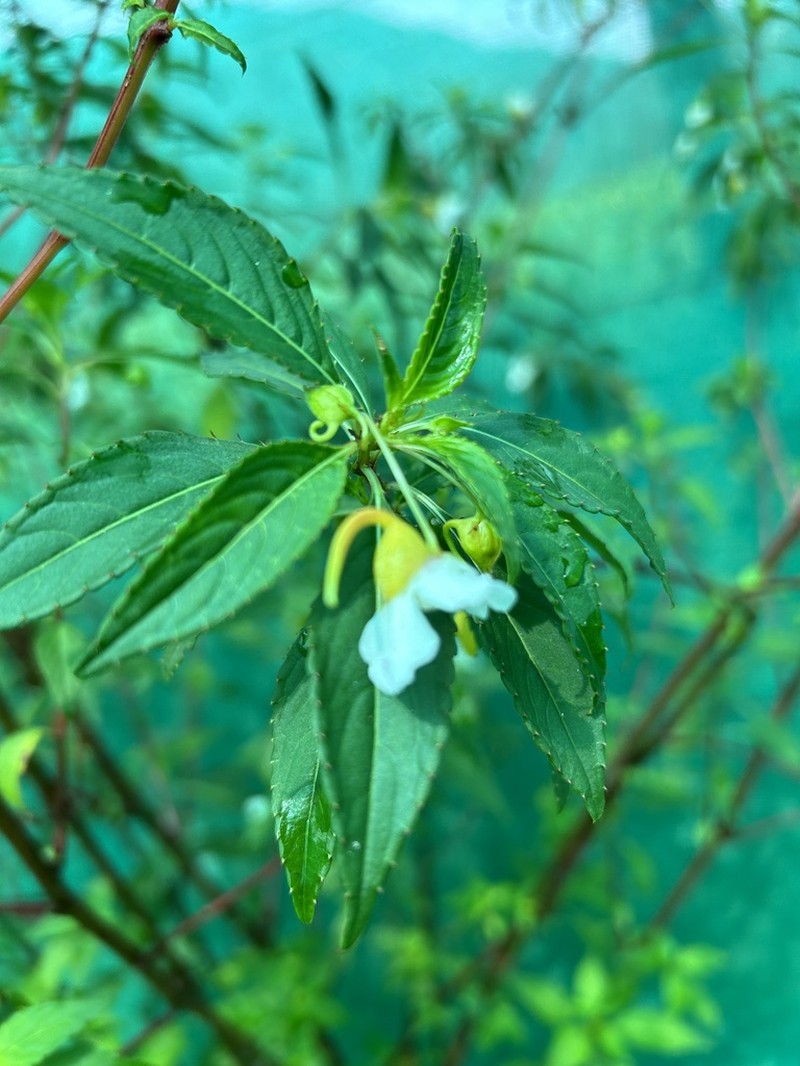 Impatiens leschenaultii photo 2