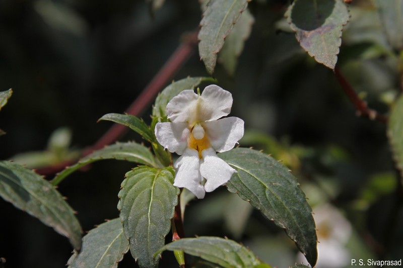 Impatiens leschenaultii photo 3