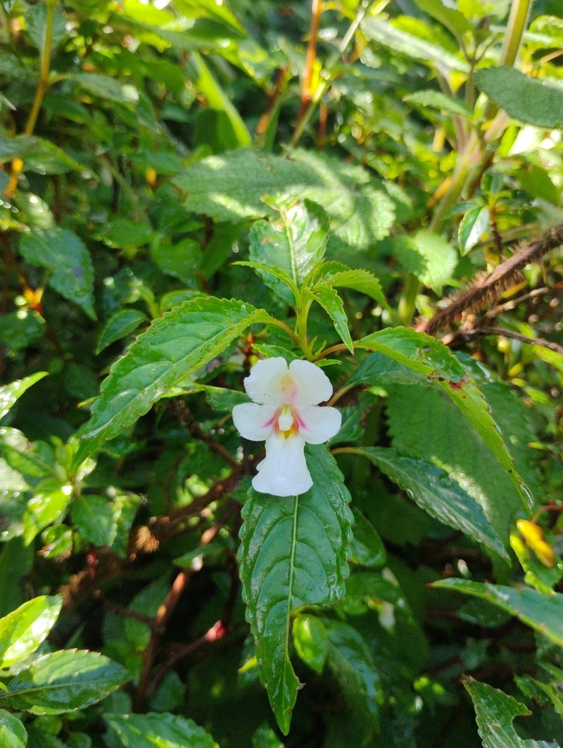 Impatiens leschenaultii photo 4