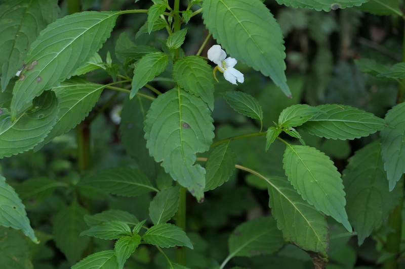 Impatiens leschenaultii photo 5