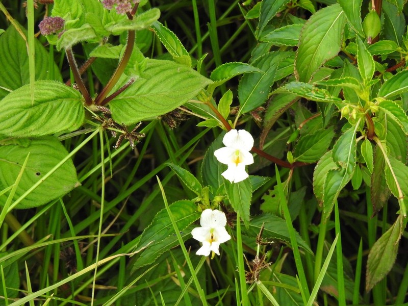 Impatiens leschenaultii photo 6