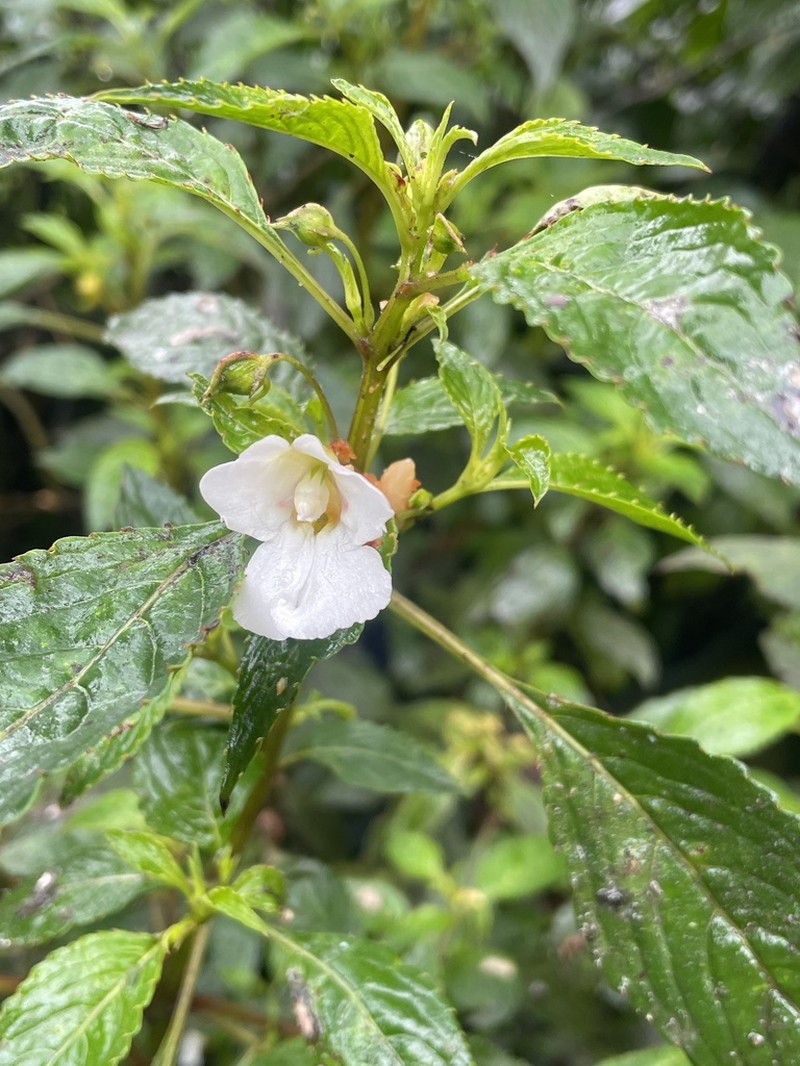 Impatiens leschenaultii photo 7