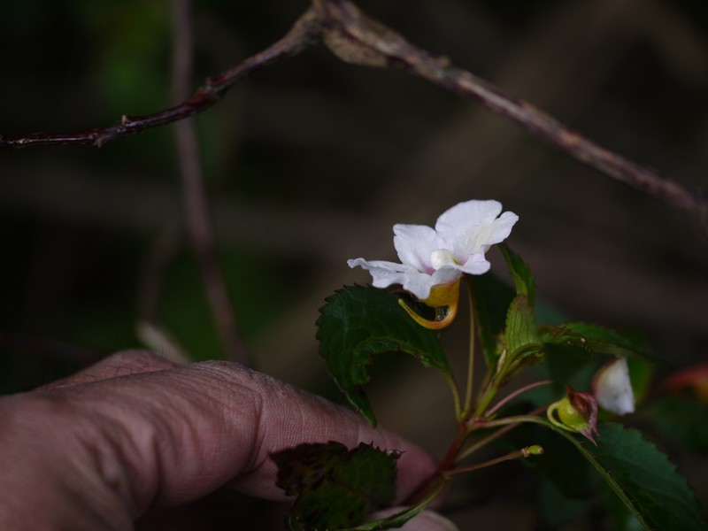 Impatiens leschenaultii photo 8