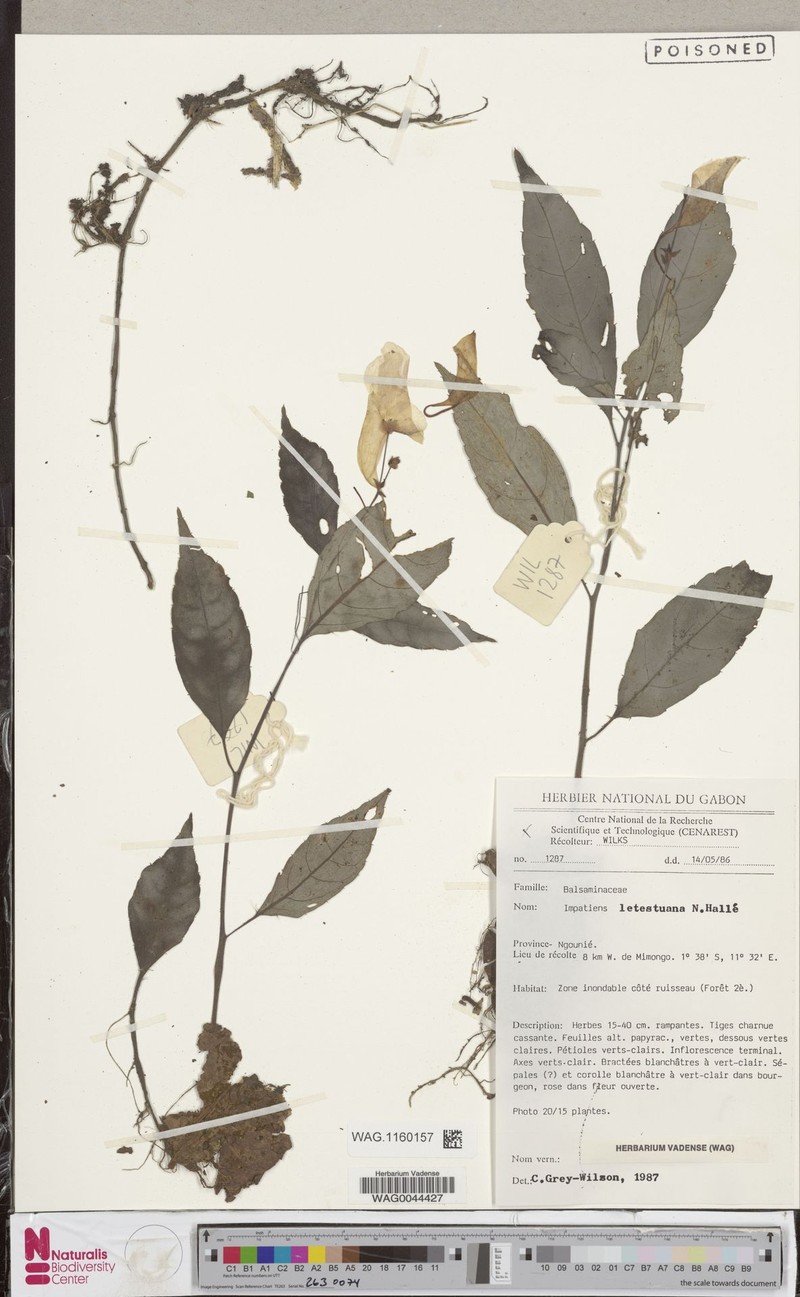 Impatiens letestuana