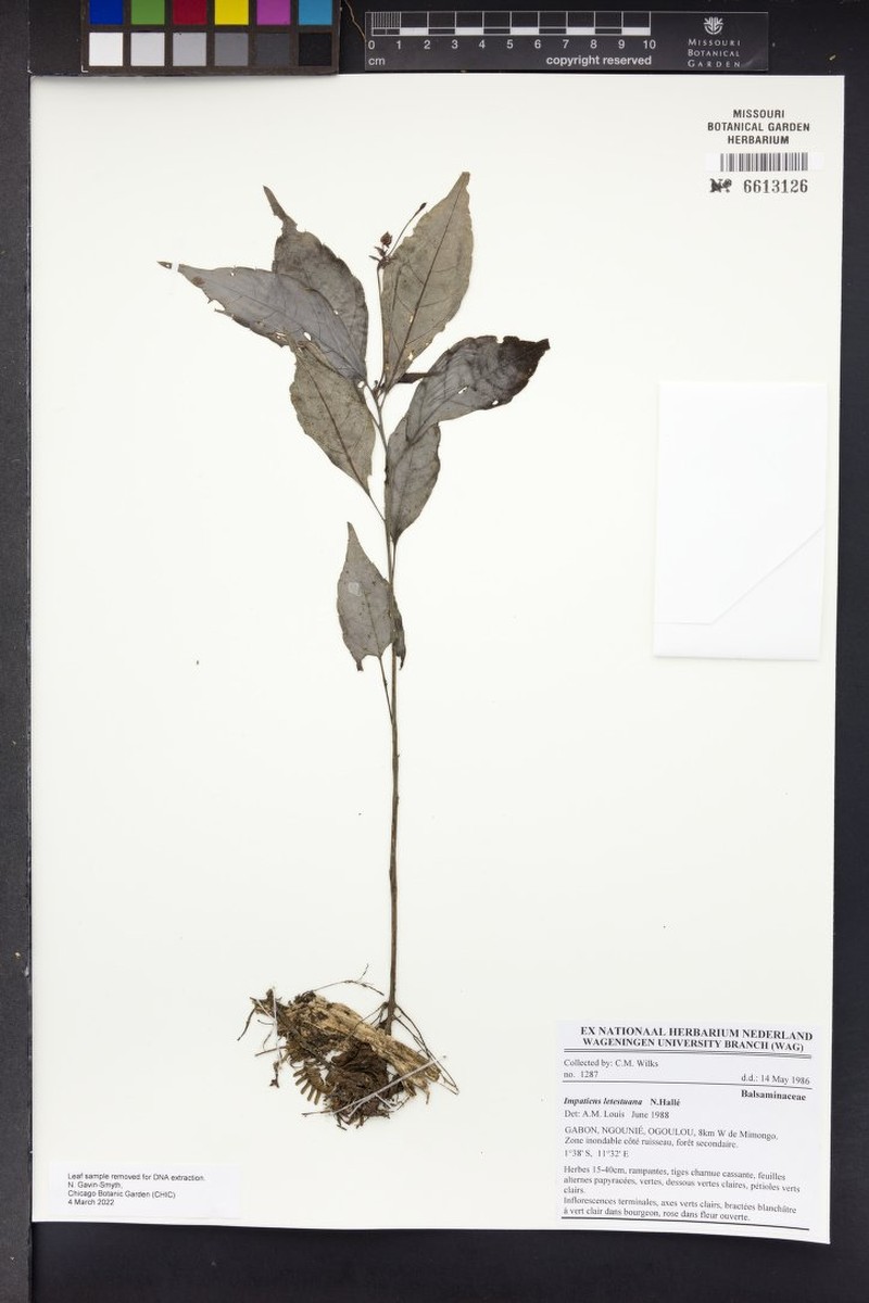 Impatiens letestuana photo 2