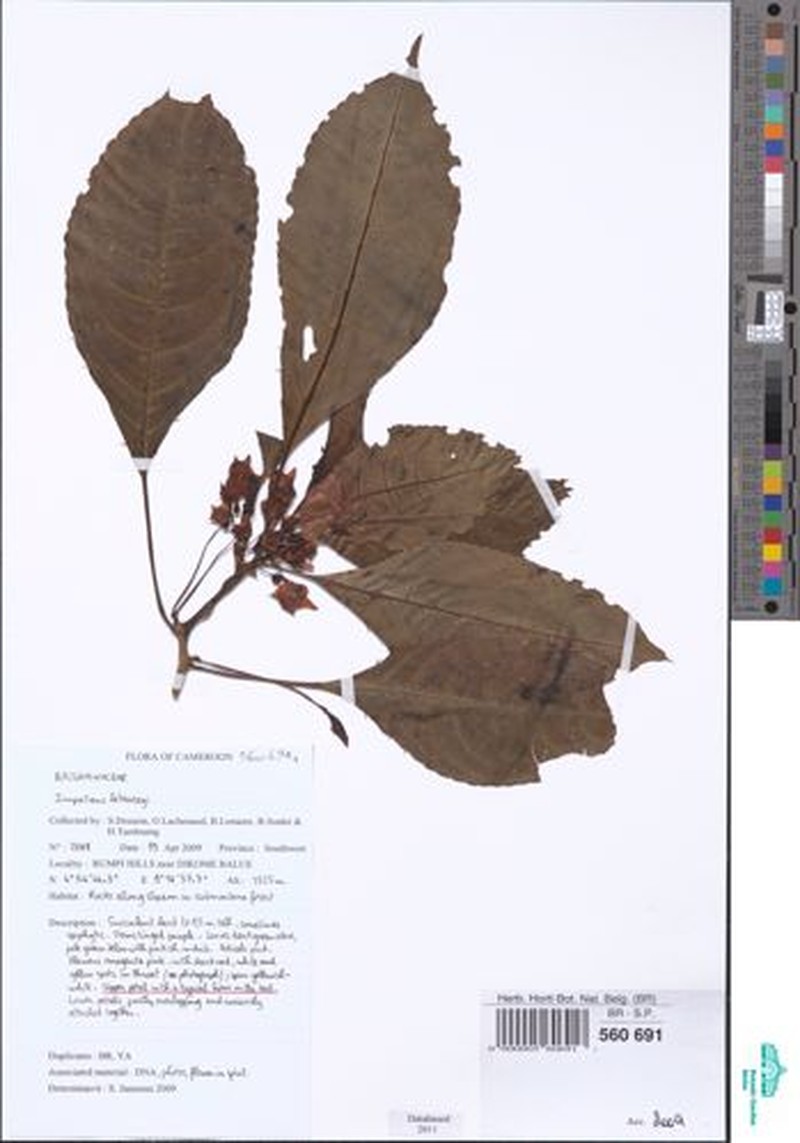 Impatiens letouzeyi