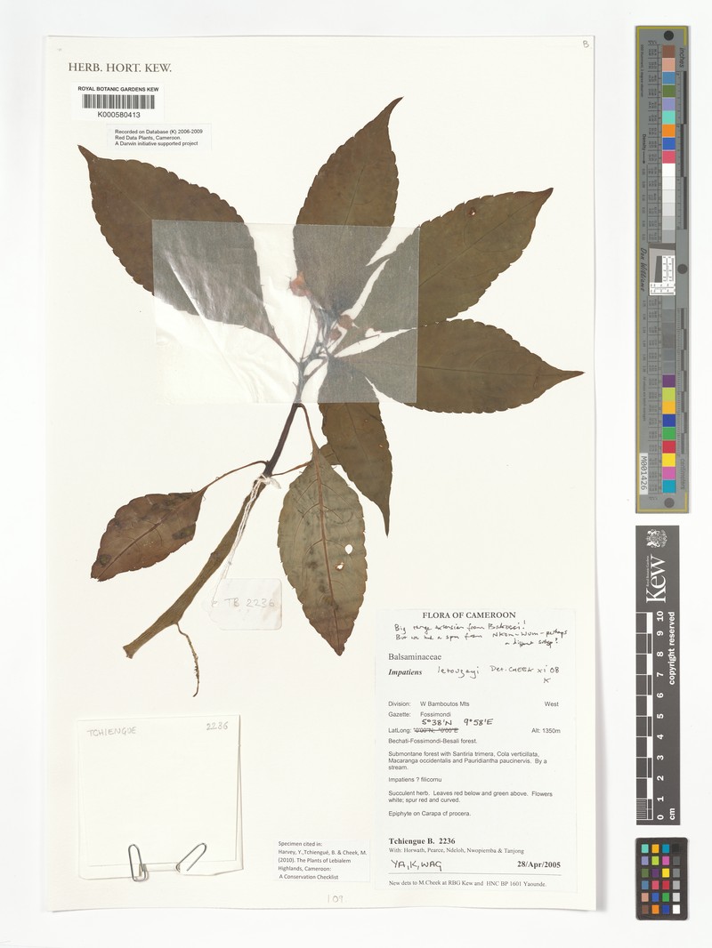 Impatiens letouzeyi photo 2
