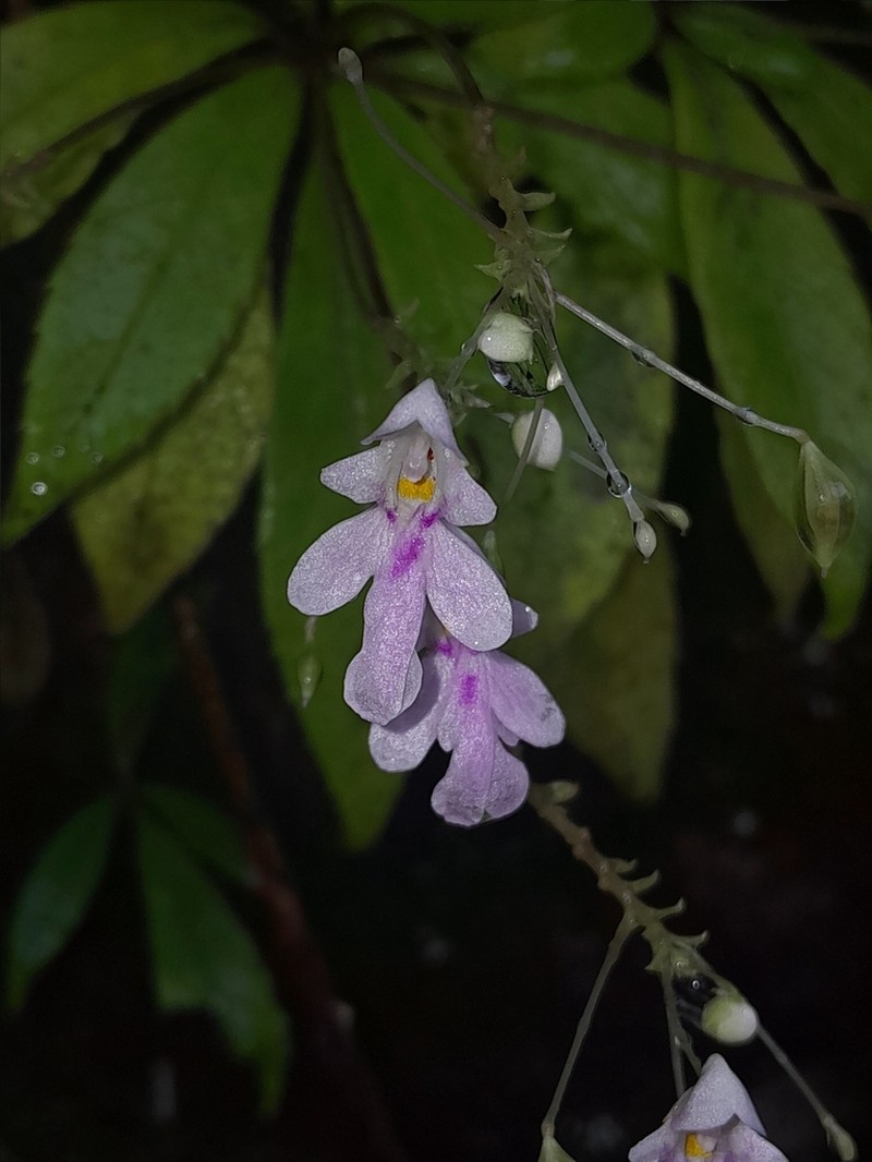 Impatiens leucantha photo 2