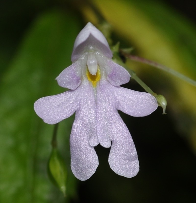 Impatiens leucantha photo 3