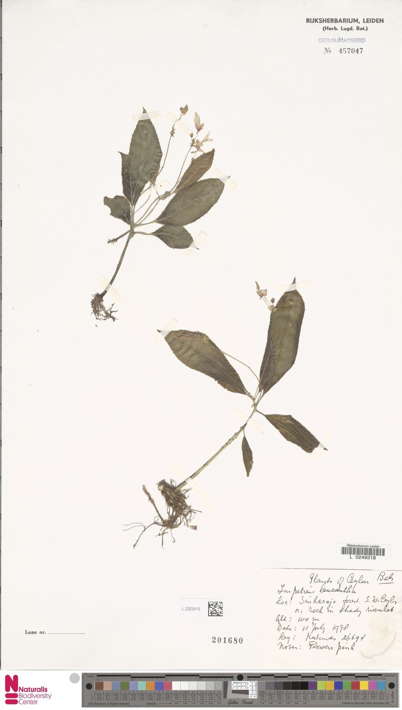 Impatiens leucantha photo 5
