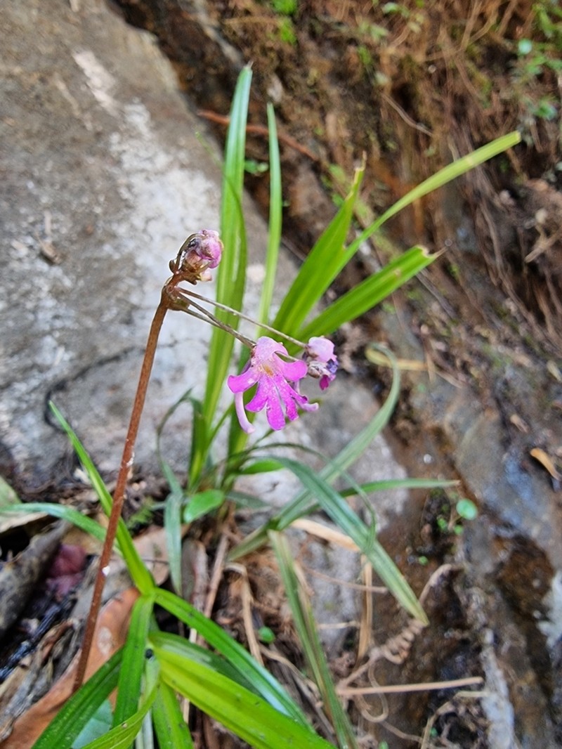 Impatiens levingei