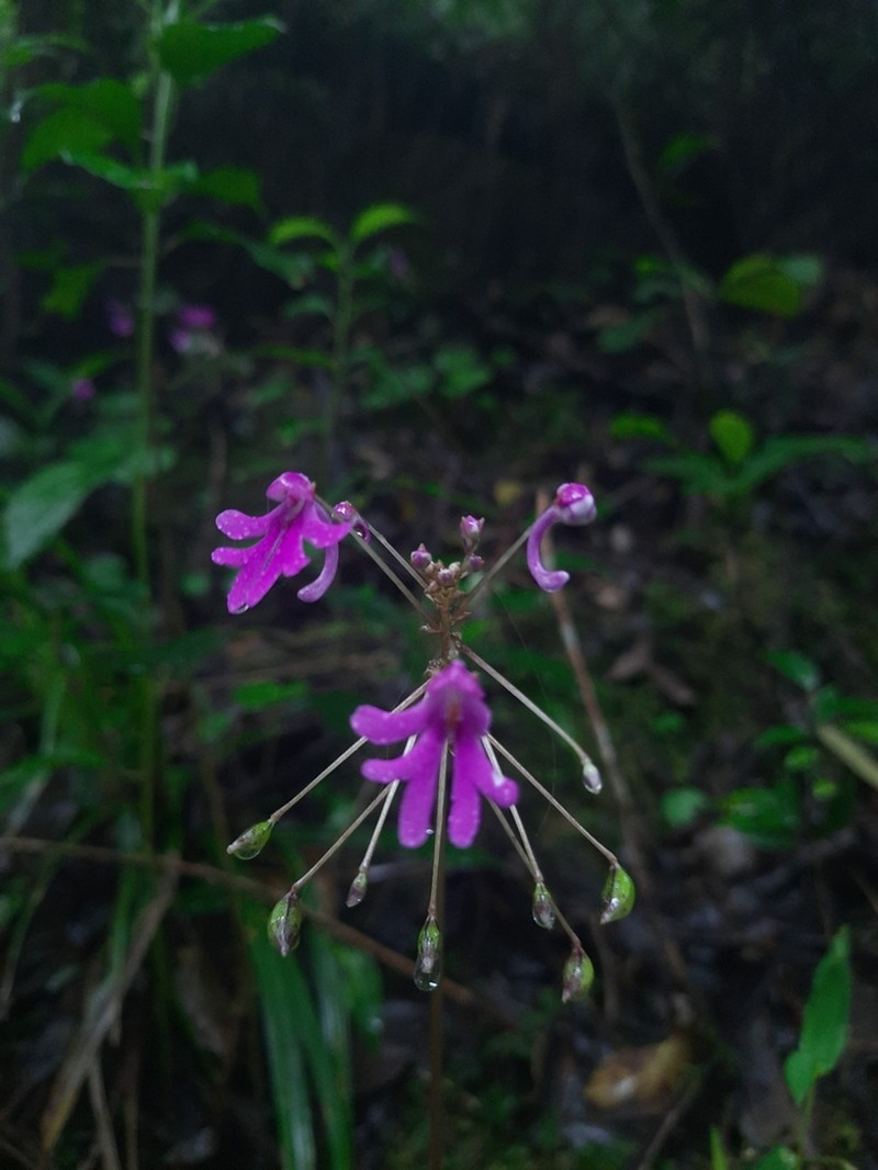 Impatiens levingei photo 2