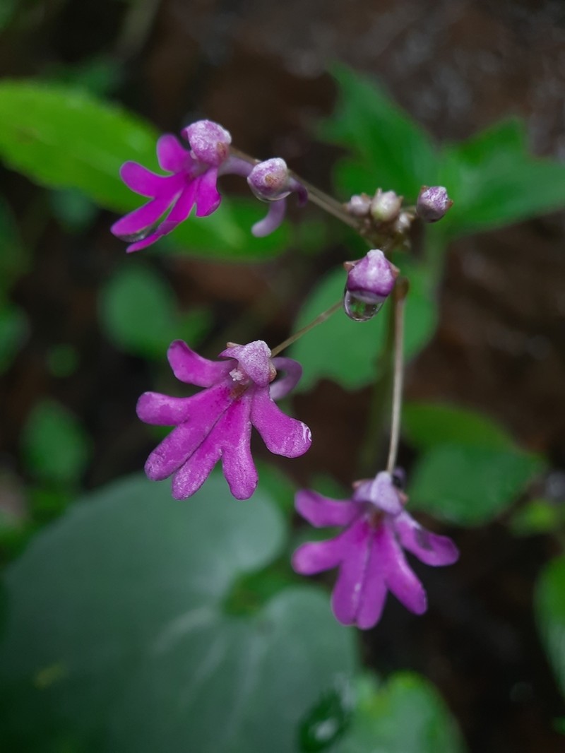Impatiens levingei photo 5