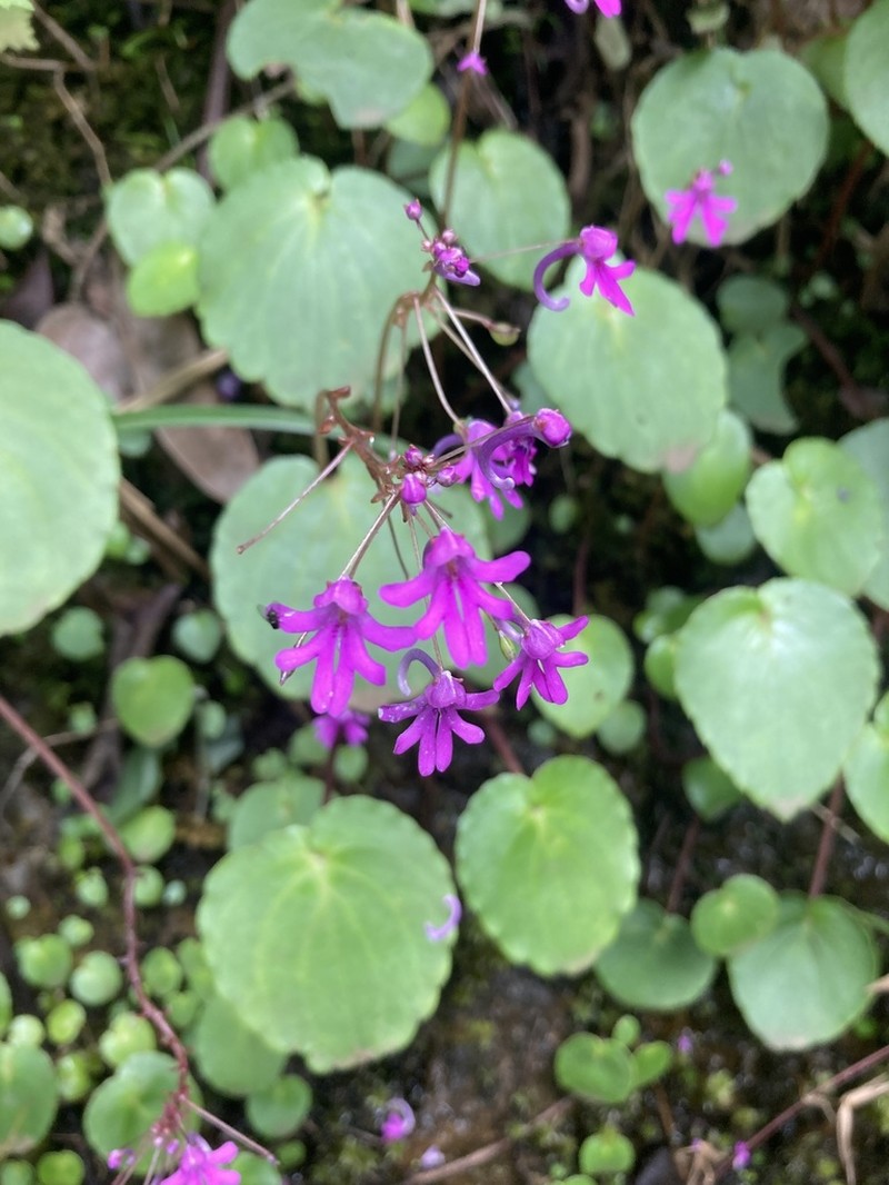 Impatiens levingei photo 6