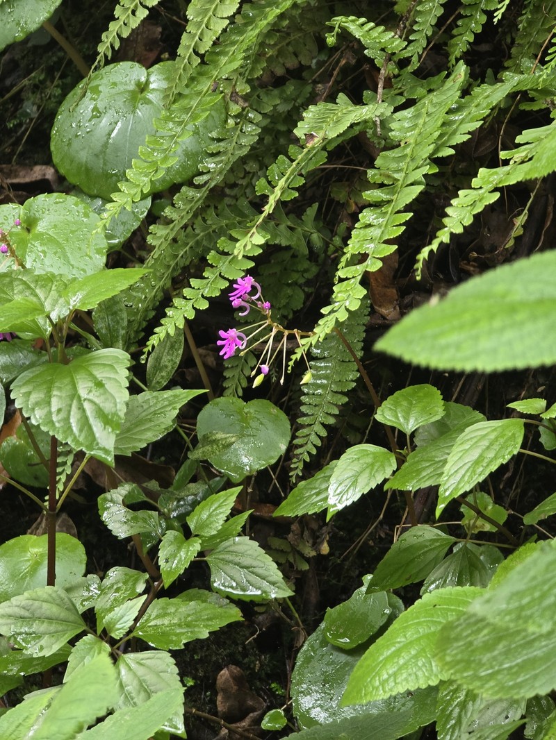 Impatiens levingei photo 7