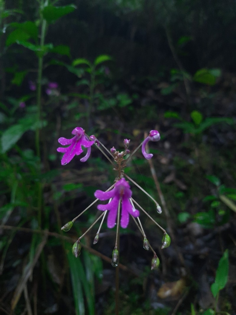 Impatiens levingei photo 8