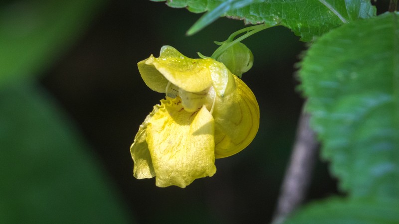 Impatiens liangshanensis