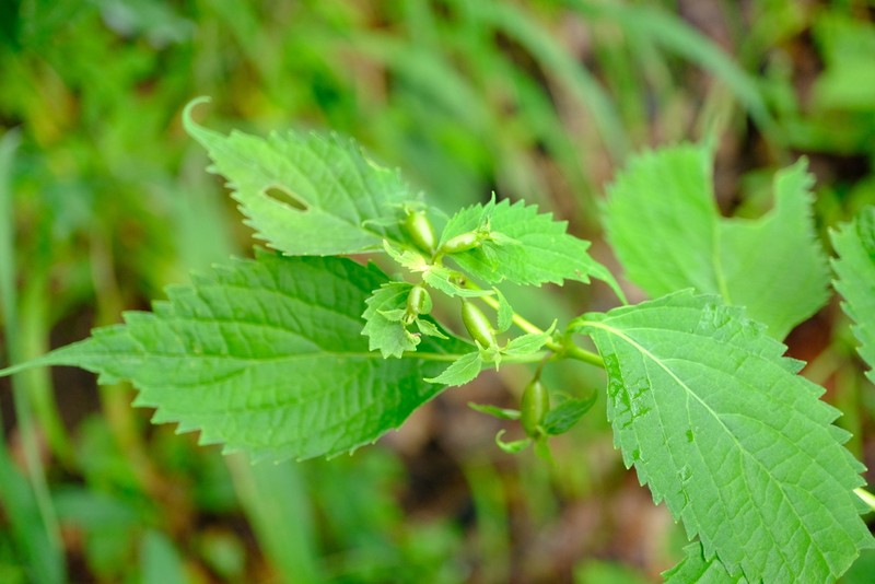 Impatiens limnophila