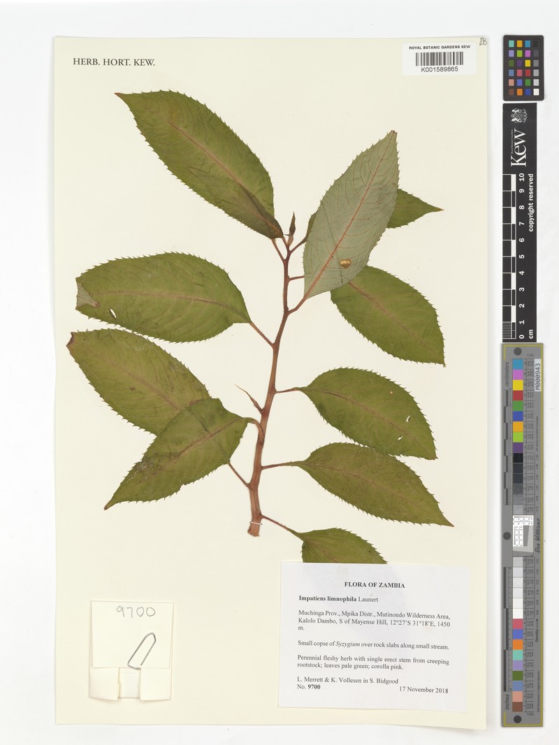 Impatiens limnophila photo 2
