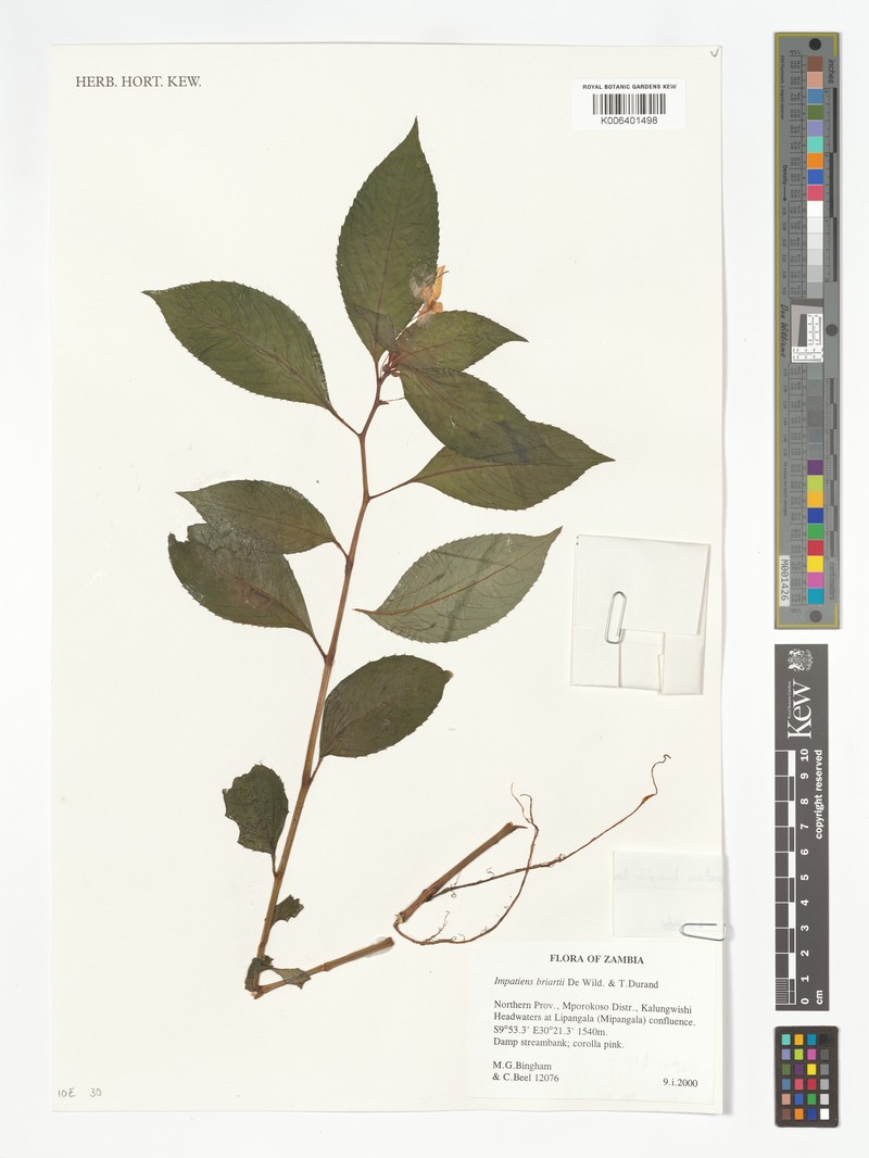Impatiens limnophila photo 3