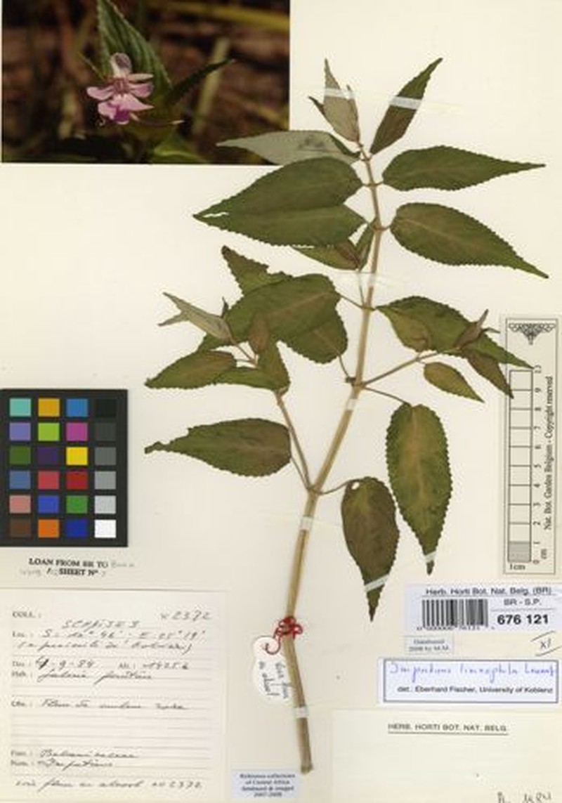 Impatiens limnophila photo 4