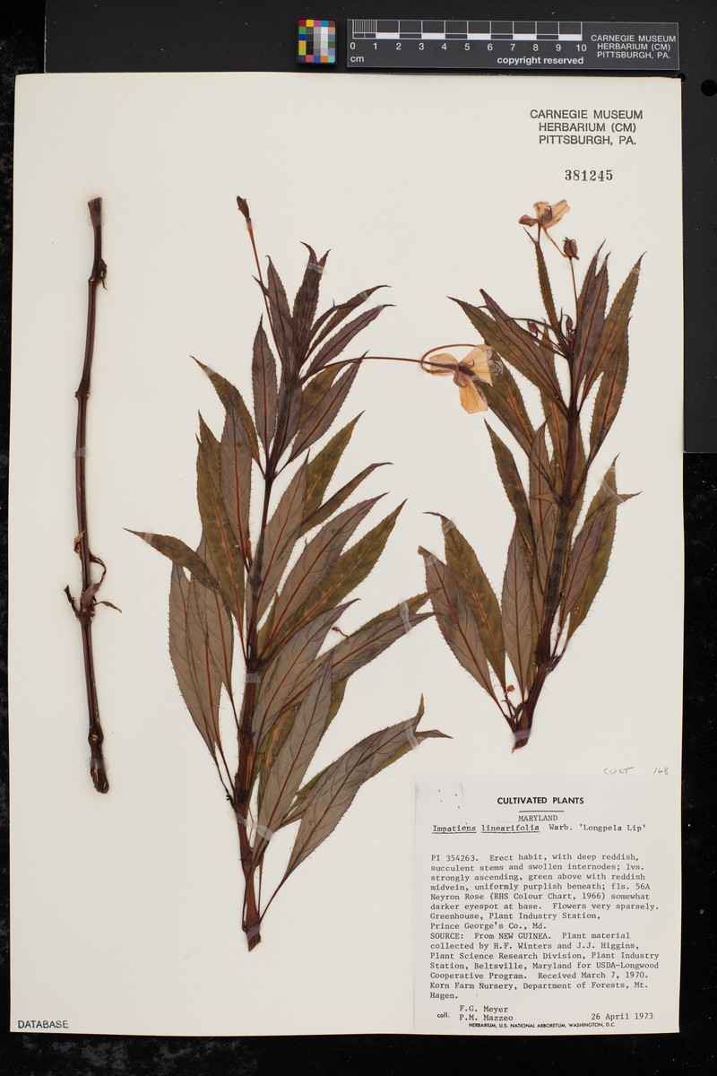 Impatiens linearifolia photo 2