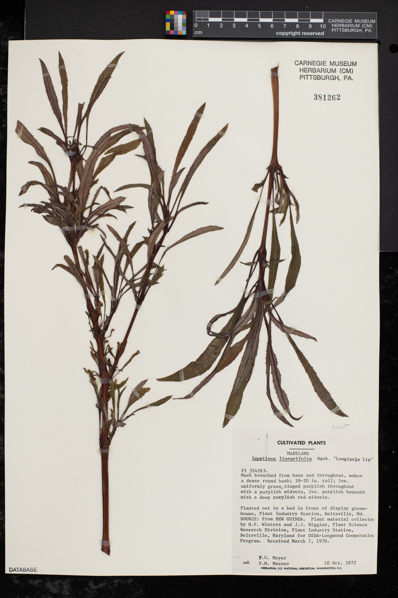 Impatiens linearifolia photo 3