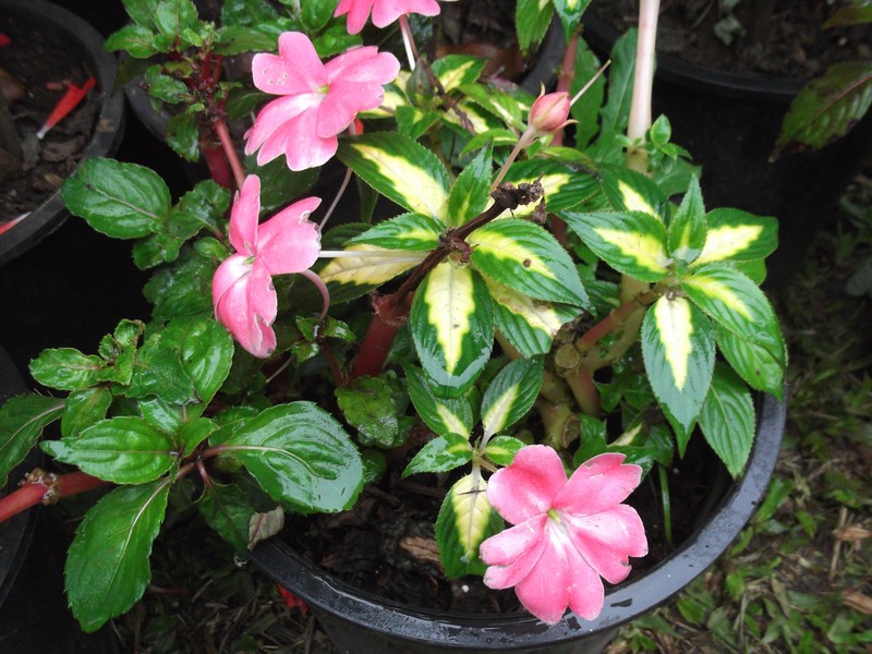 Impatiens linearifolia photo 4
