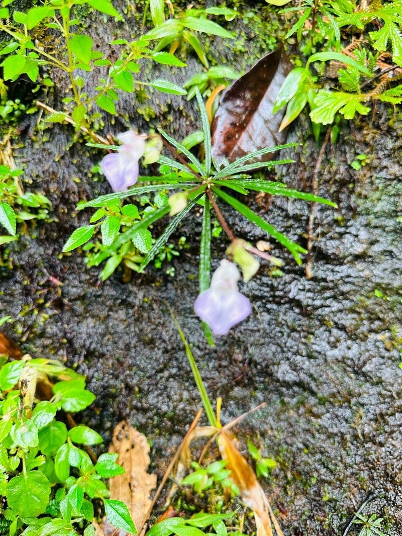 Impatiens linearis