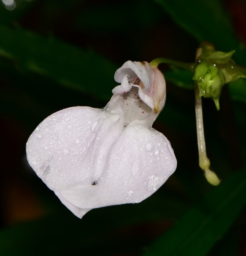 Impatiens linearis photo 2