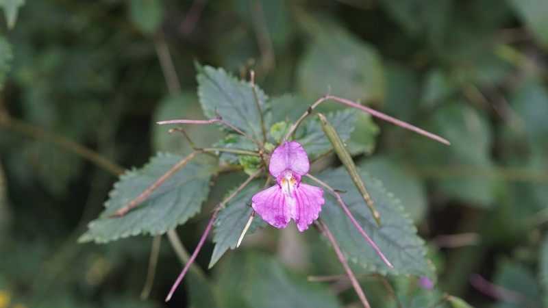 Impatiens linocentra
