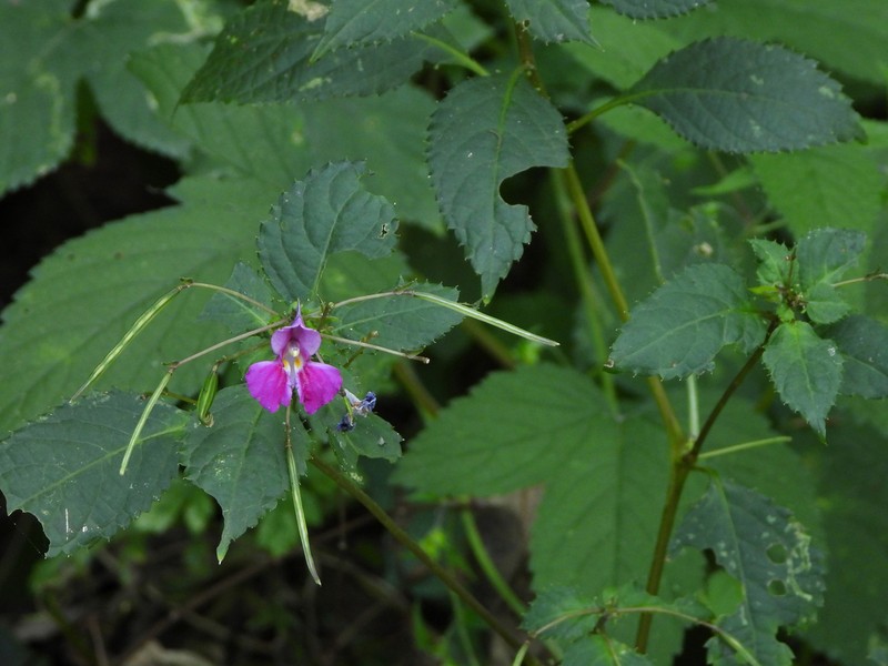 Impatiens linocentra photo 2