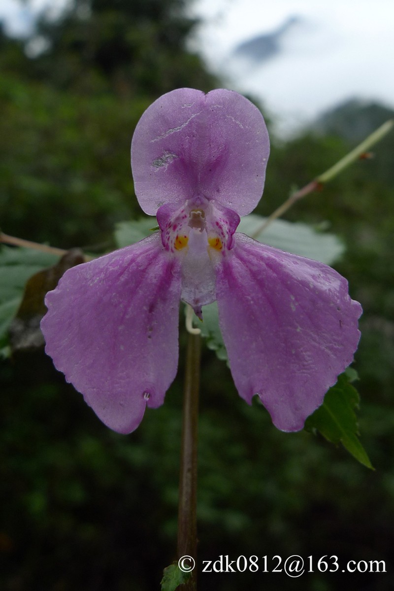 Impatiens linocentra photo 3