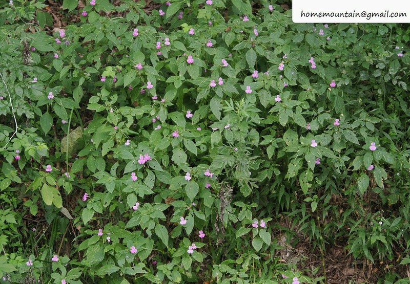 Impatiens linocentra photo 4