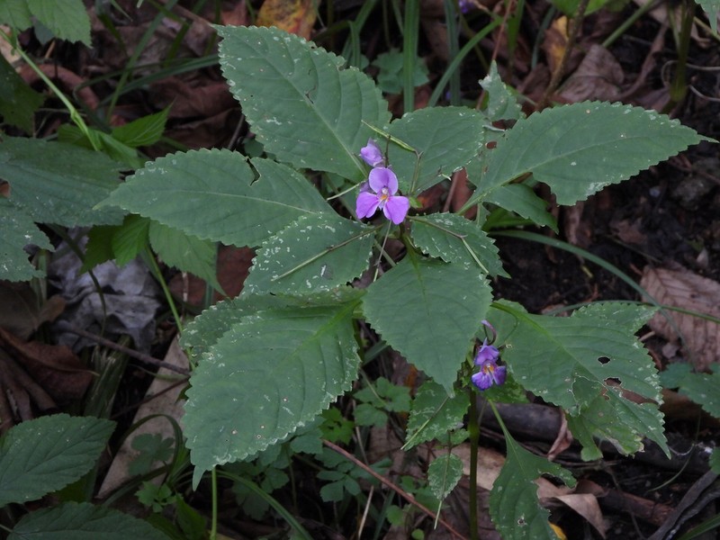 Impatiens linocentra photo 5