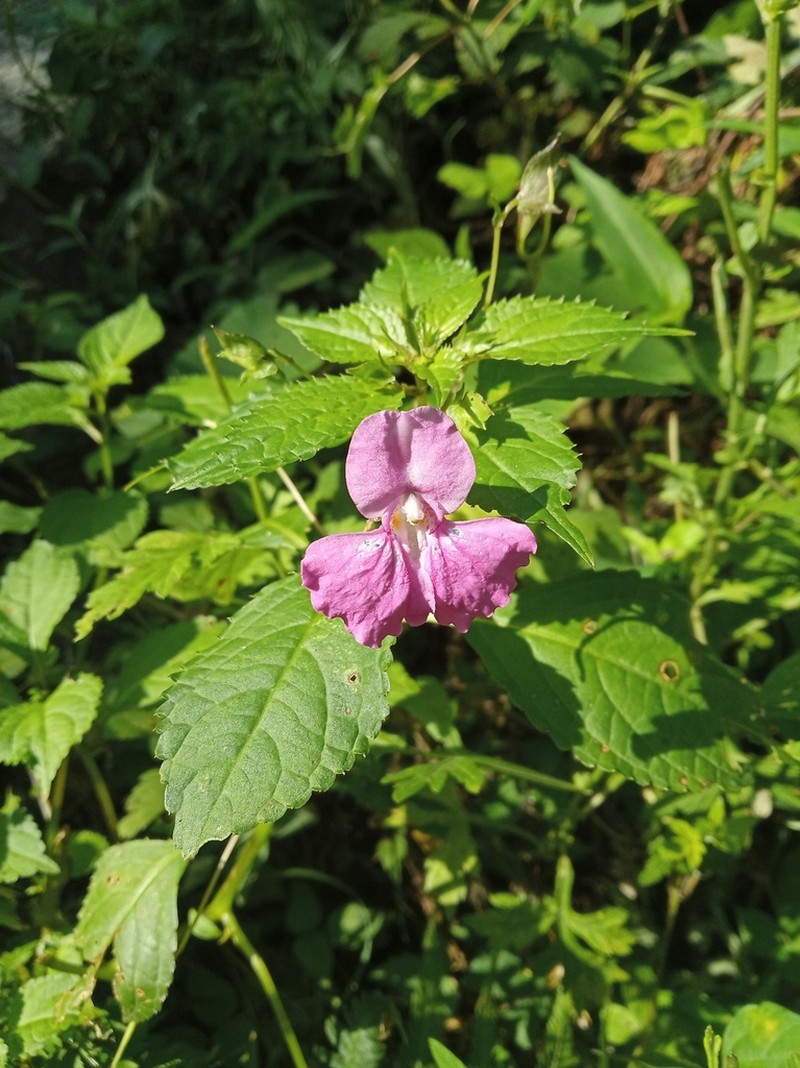 Impatiens linocentra photo 6