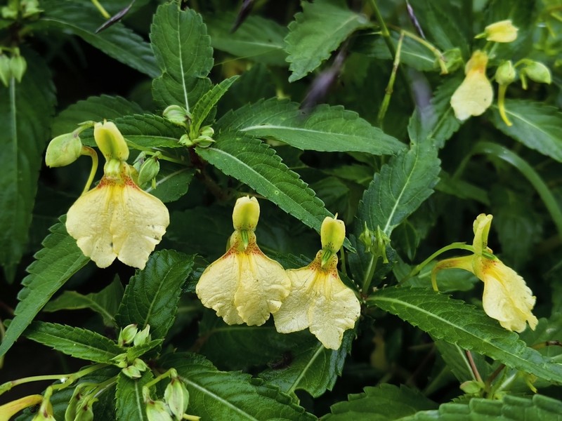Impatiens liupanshuiensis
