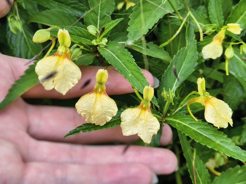 Impatiens liupanshuiensis photo 2