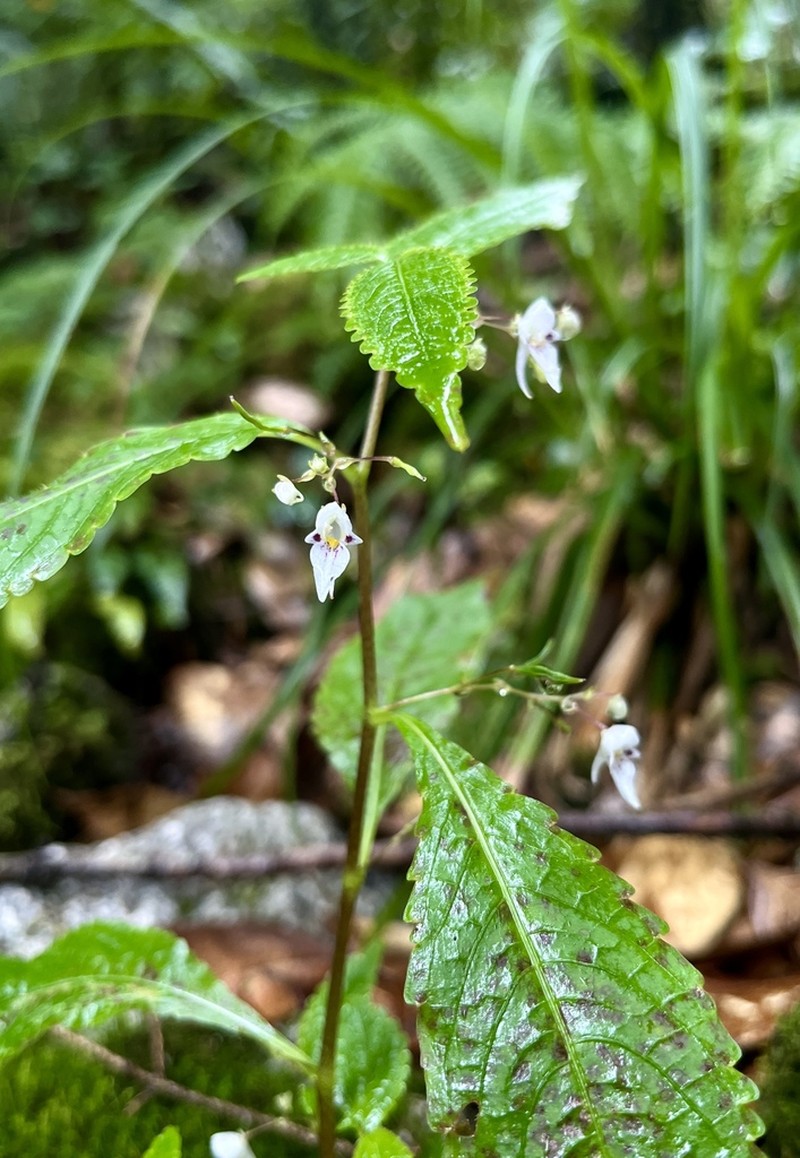 Impatiens lizipingensis