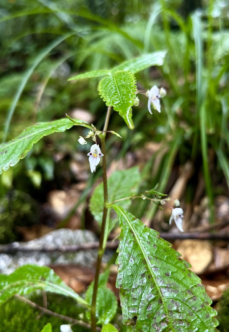 Impatiens lizipingensis photo 2