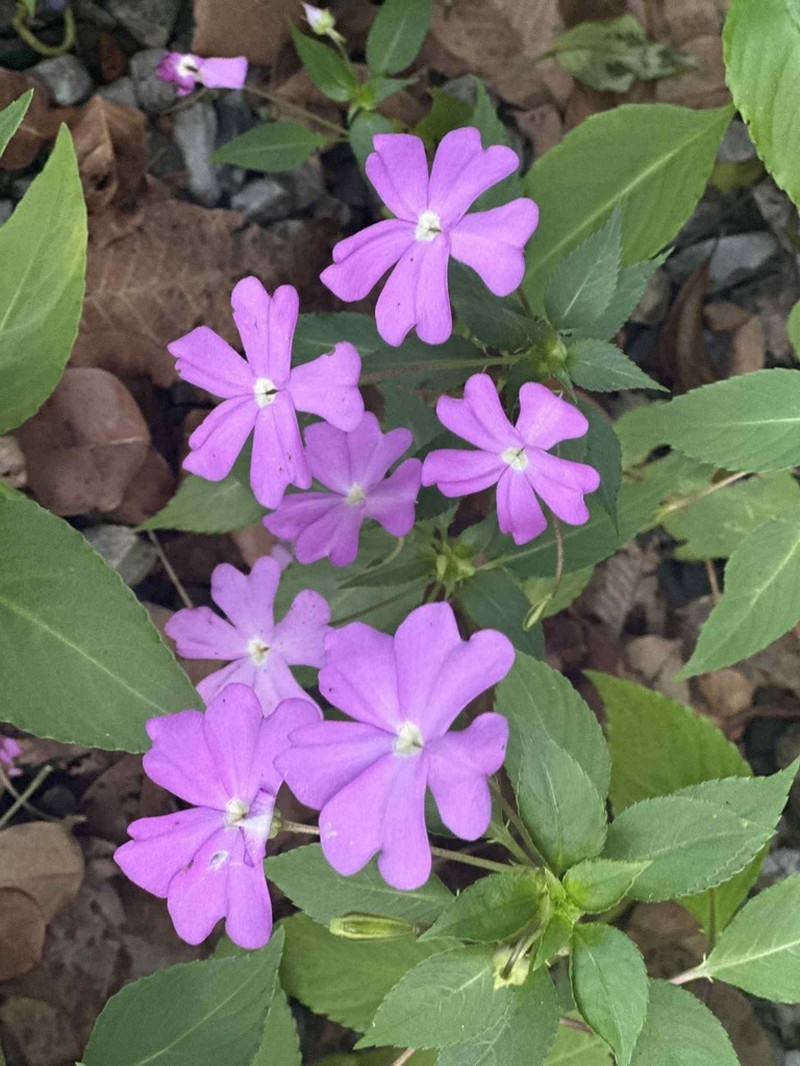 Impatiens lobbiana