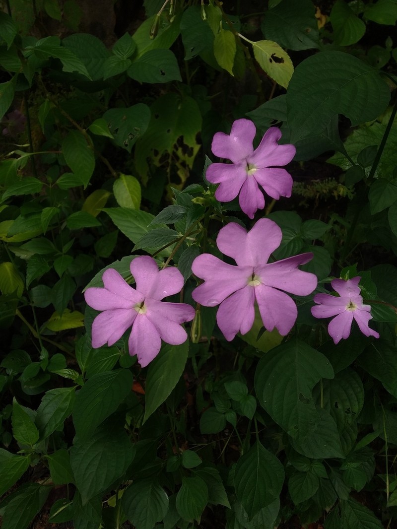 Impatiens lobbiana photo 2